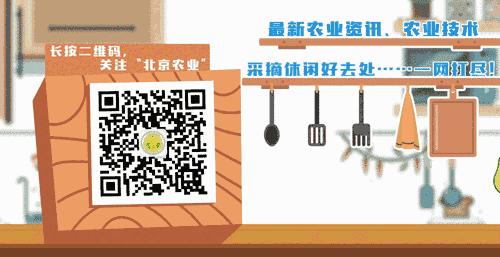 伪狂犬病的养猪方法,养猪技术伪狂犬病