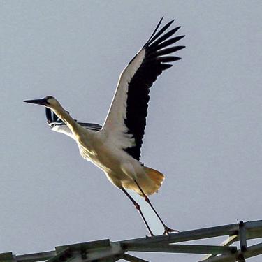 鄱阳湖大地之树怎么形成的,鄱阳湖现大地之树自然景观