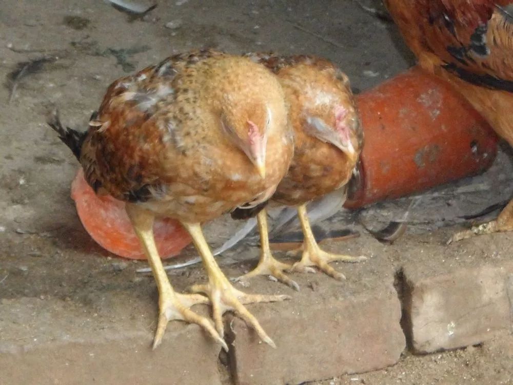 投入不到0.18元钱，比全程合同用药的用药成本还要低！却能多给你带来每只鸡5块钱利润！做肠胃的指导者