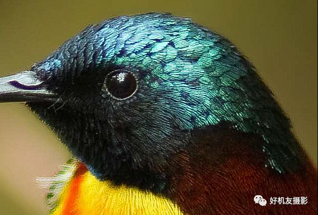 清晰度和锐化对比图,清晰度和锐化两个都需要调整么