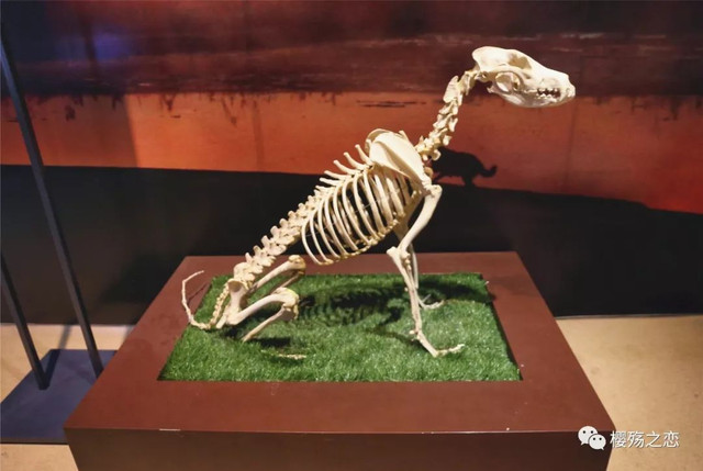 大连金石滩游记,玩转大连金石滩