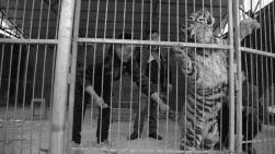 马戏团老虎逃脱后死亡,马戏团老虎脱逃最新结果