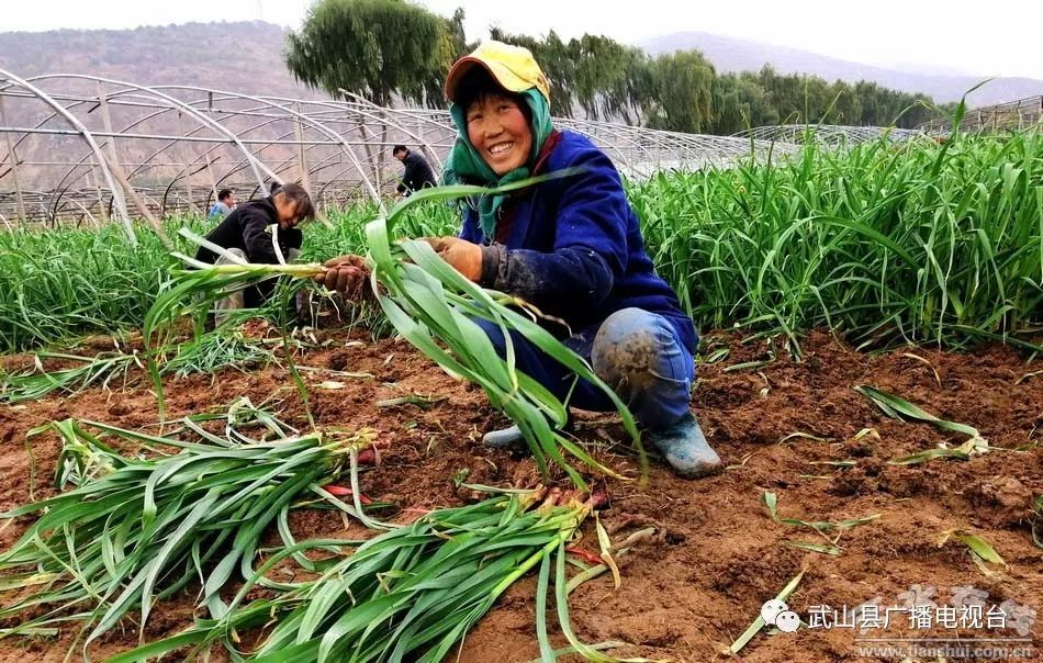 武山县的蒜苗今年价格,武山郭家庄大丰收挖蒜苗