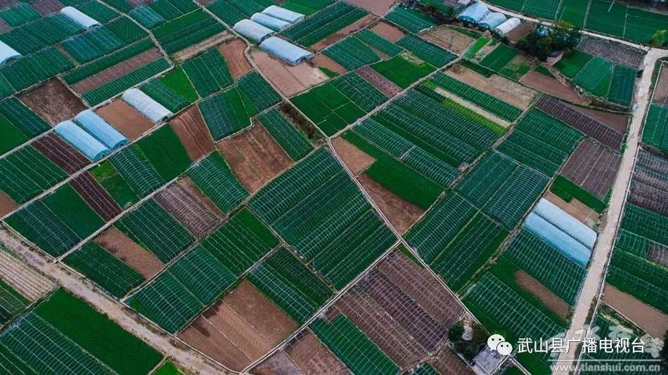 武山县的蒜苗今年价格,武山郭家庄大丰收挖蒜苗
