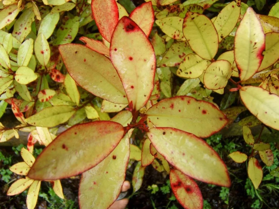 香港脚怎么彻底治愈,香港脚怎么根除