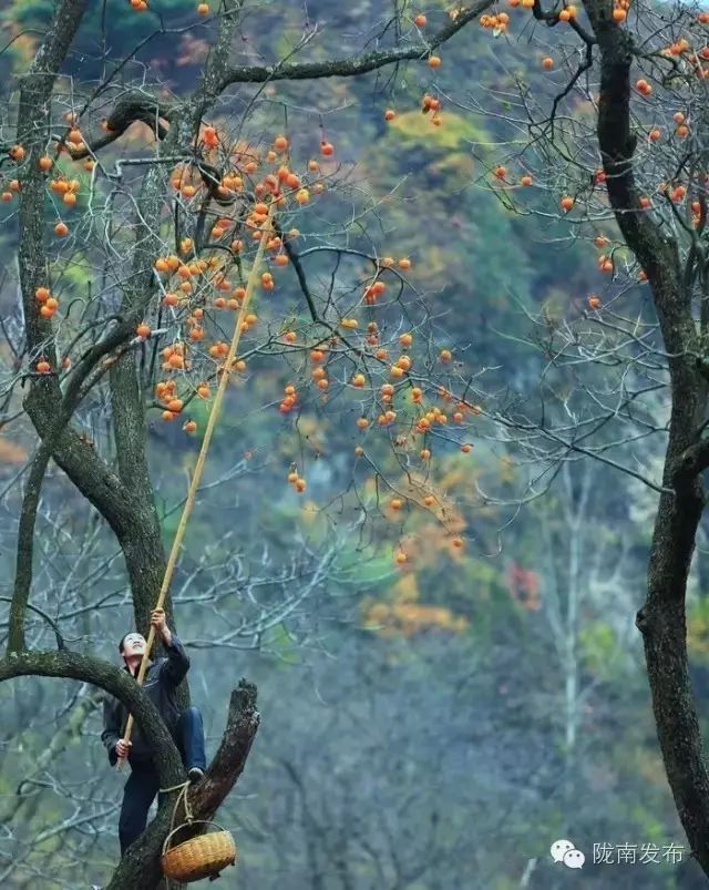 刚刚好!陇南的柿子红了,“柿”不可挡~