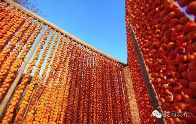 刚刚好!陇南的柿子红了,“柿”不可挡~