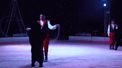 马戏团老虎逃脱后死亡,马戏团老虎脱逃最新结果