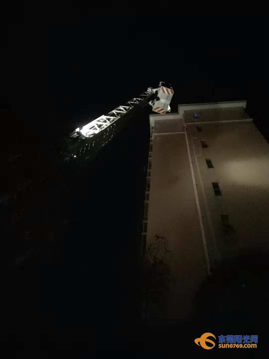 清溪找马蜂,东莞清溪马蜂