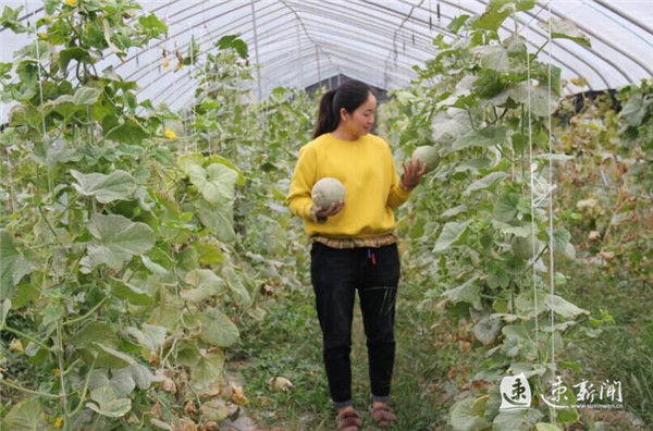 一根藤连着千年缘分,一根藤缠绕一棵相思的树