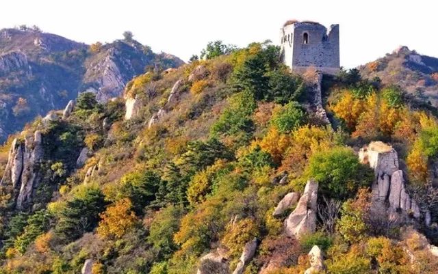 北方最大的银杏林在哪里,中国最大面积的银杏树林在哪里