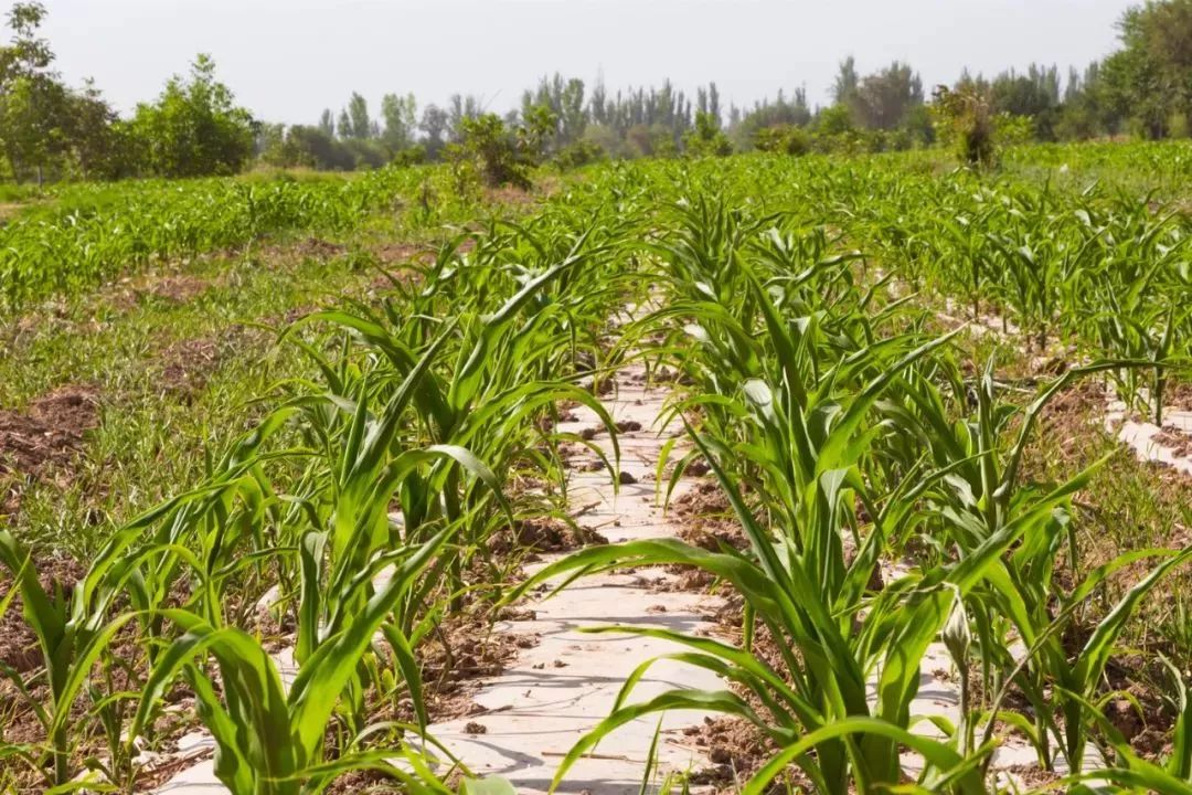 扶贫鸽,扶贫鸽子托起群众致富梦