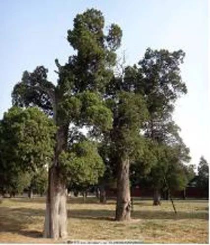 天坛缘分一道桥,北京天坛姻缘