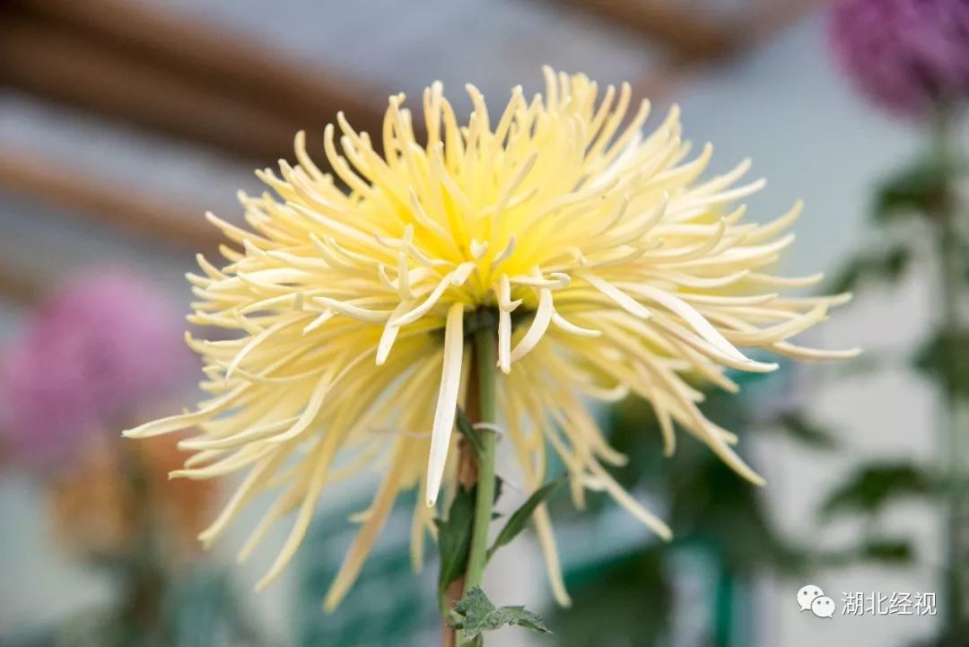 武汉周边最美秋天,武汉秋景最好的地方