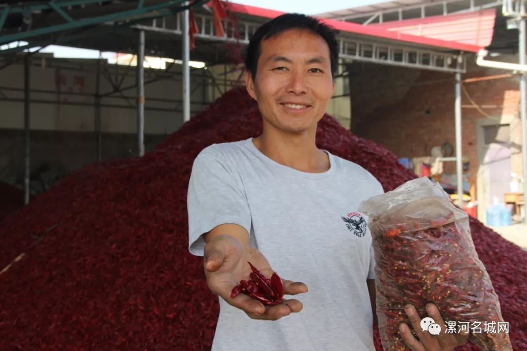 临颍王岗镇中国辣椒第一镇,临颍县辣椒基地