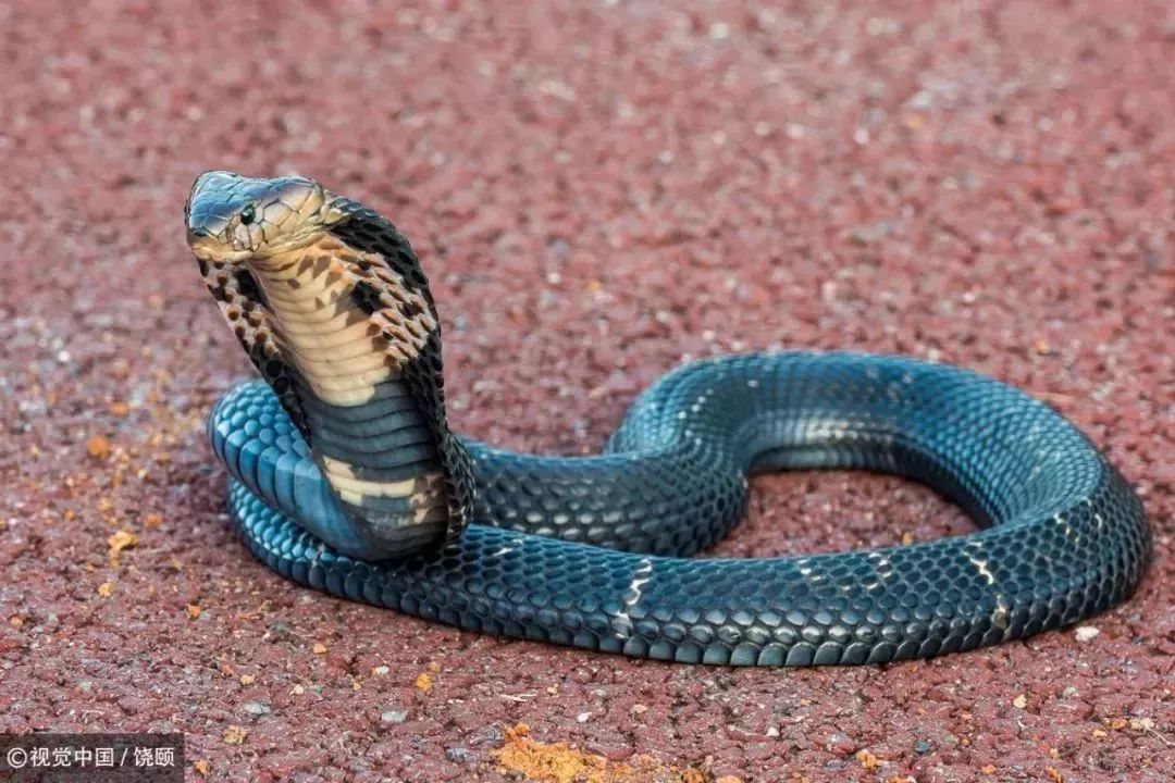 刷爆今天池州人朋友圈的舟山眼镜蛇，喜欢待在啥地方？专家这样说……