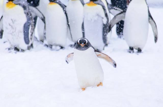 日本成为真正的购物天堂,日本购物或成购物天堂