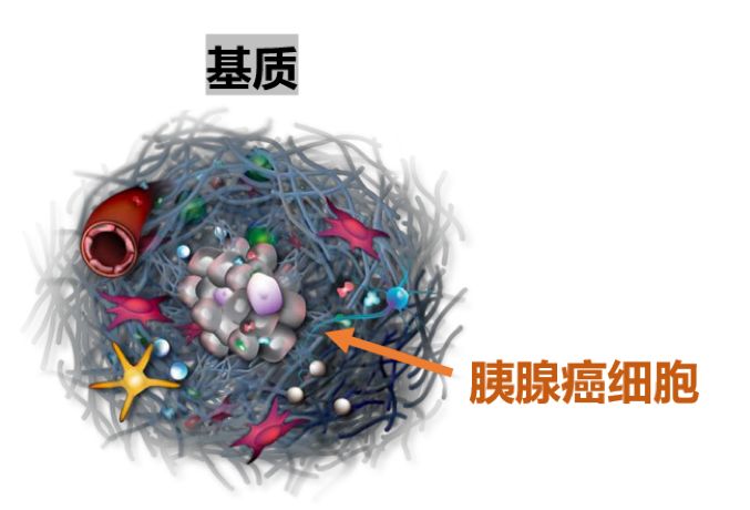 白蛋白紫杉醇化疗是p方案吗,白蛋白紫杉醇软膏