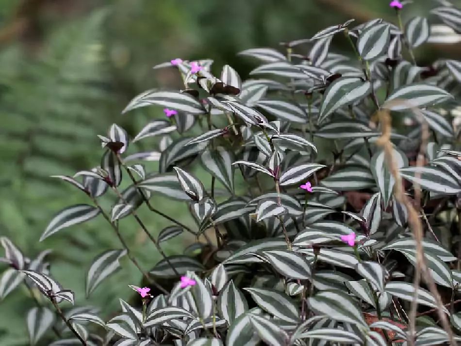 植物图鉴城市常见景观树,路边常见的植物