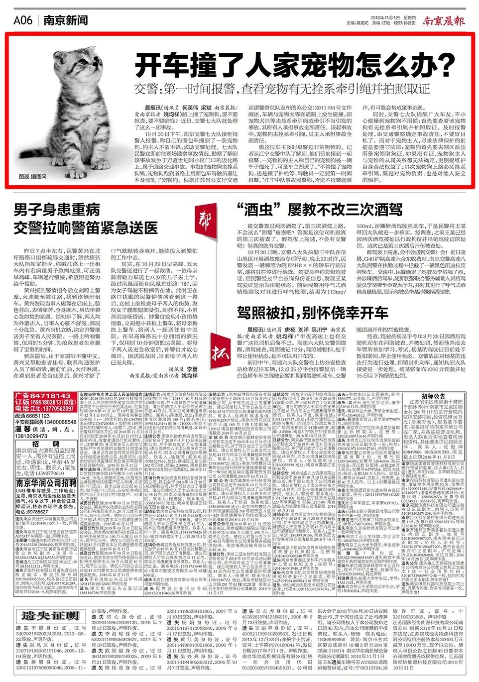 车辆撞到宠物怎么处理,开车撞宠物要注意什么