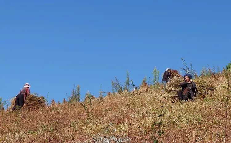 它被称“五谷之王”，泡水喝，清脂肪降三高，养生抗衰老！