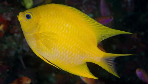 海水小百科四间雀,海底小百科帝王蟹