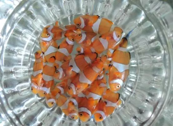 海水鱼小白点病物理治疗,海水鱼白点病怎么快速治疗