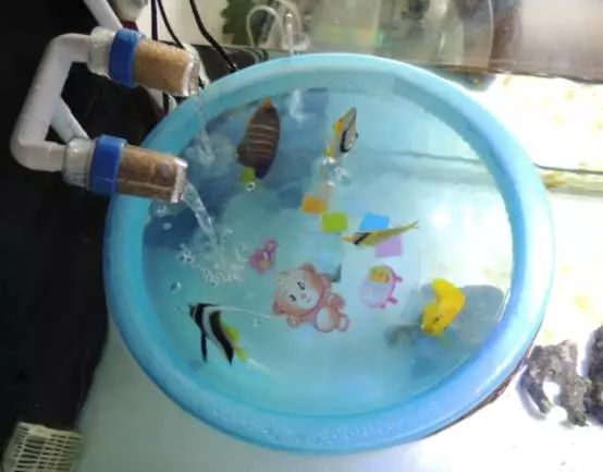 海水鱼得了白点病最快的治疗方法,鱼友分享鱼病大全