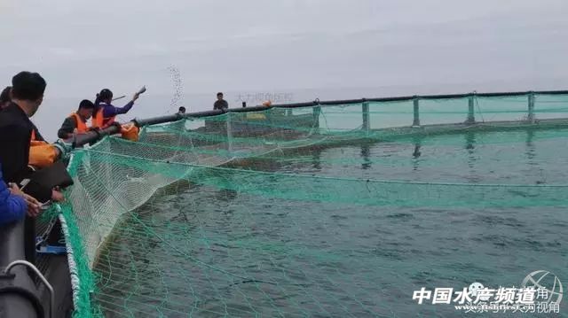 鏈濋矞榛勬捣娴烽矞,鏈濋矞娴峰煙鐗硅壊娴烽矞