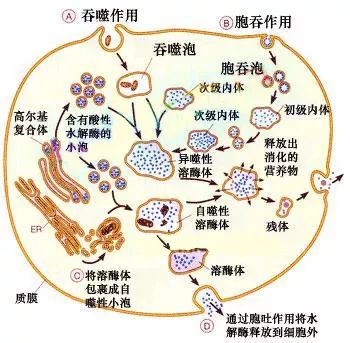 神奇的海参!女人不老、男人不虚,延年益寿,现在知道还不晚……