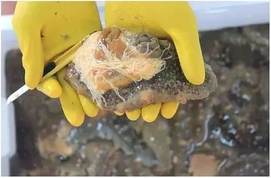 神奇的海参!女人不老、男人不虚,延年益寿,现在知道还不晚……