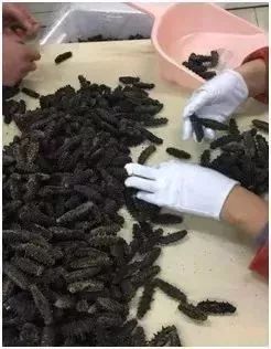 神奇的海参!女人不老、男人不虚,延年益寿,现在知道还不晚……