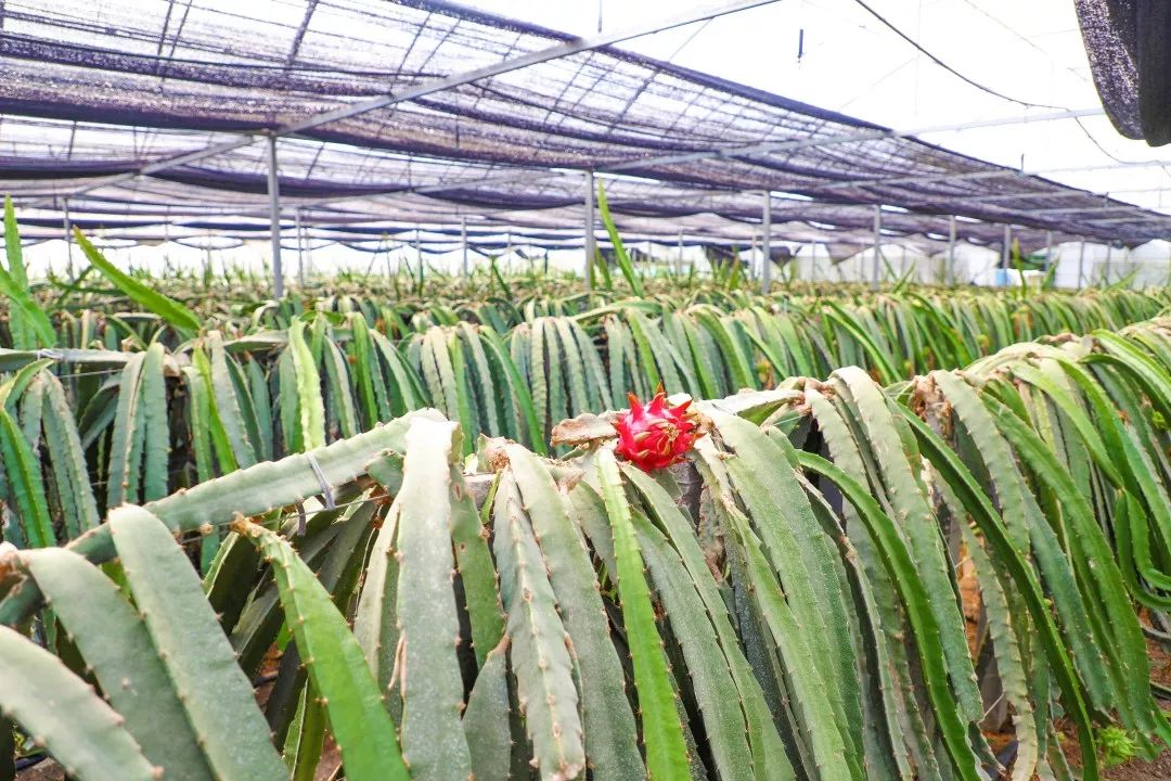 12月份好吃的热带水果推荐,金山当季水果有哪些