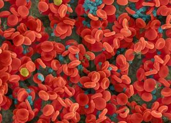 为什么亲属不能互相输血,直系亲属之间不能输血是真的吗