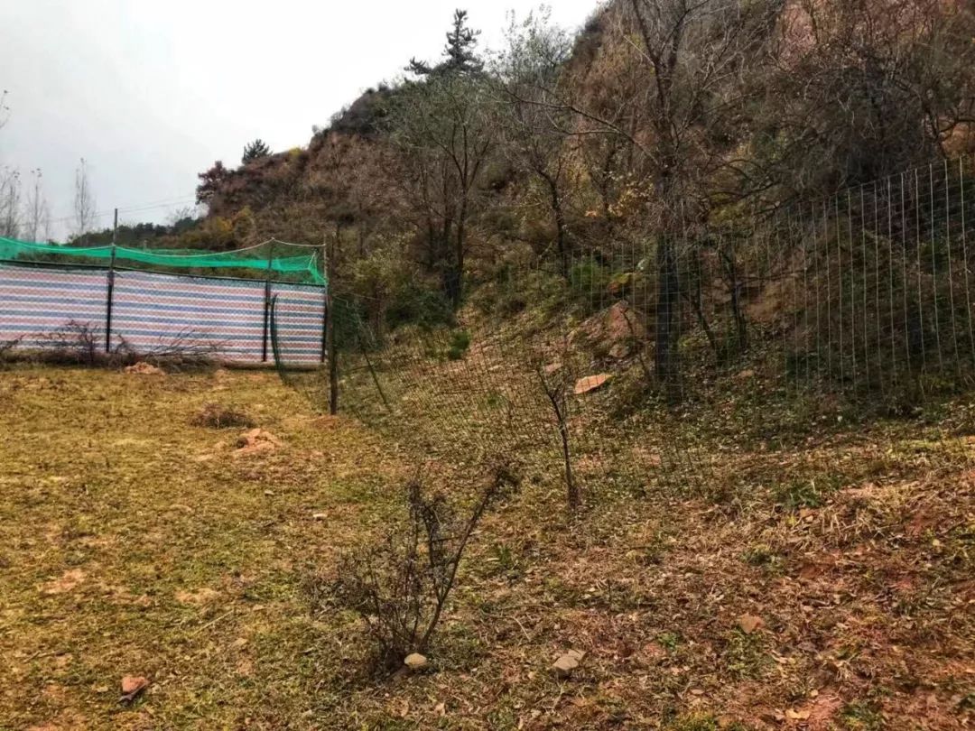 为什么救助狍子要用白布捂眼睛,救助狍子该送哪里