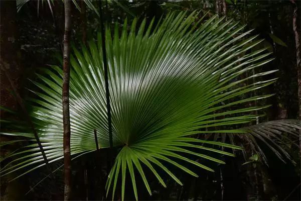 海南尖峰岭植物,海南尖峰岭国家森林公园问题