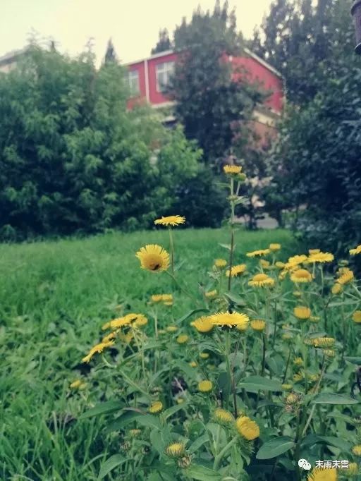 那些绝美的中药,那些你不知道的绝美中药