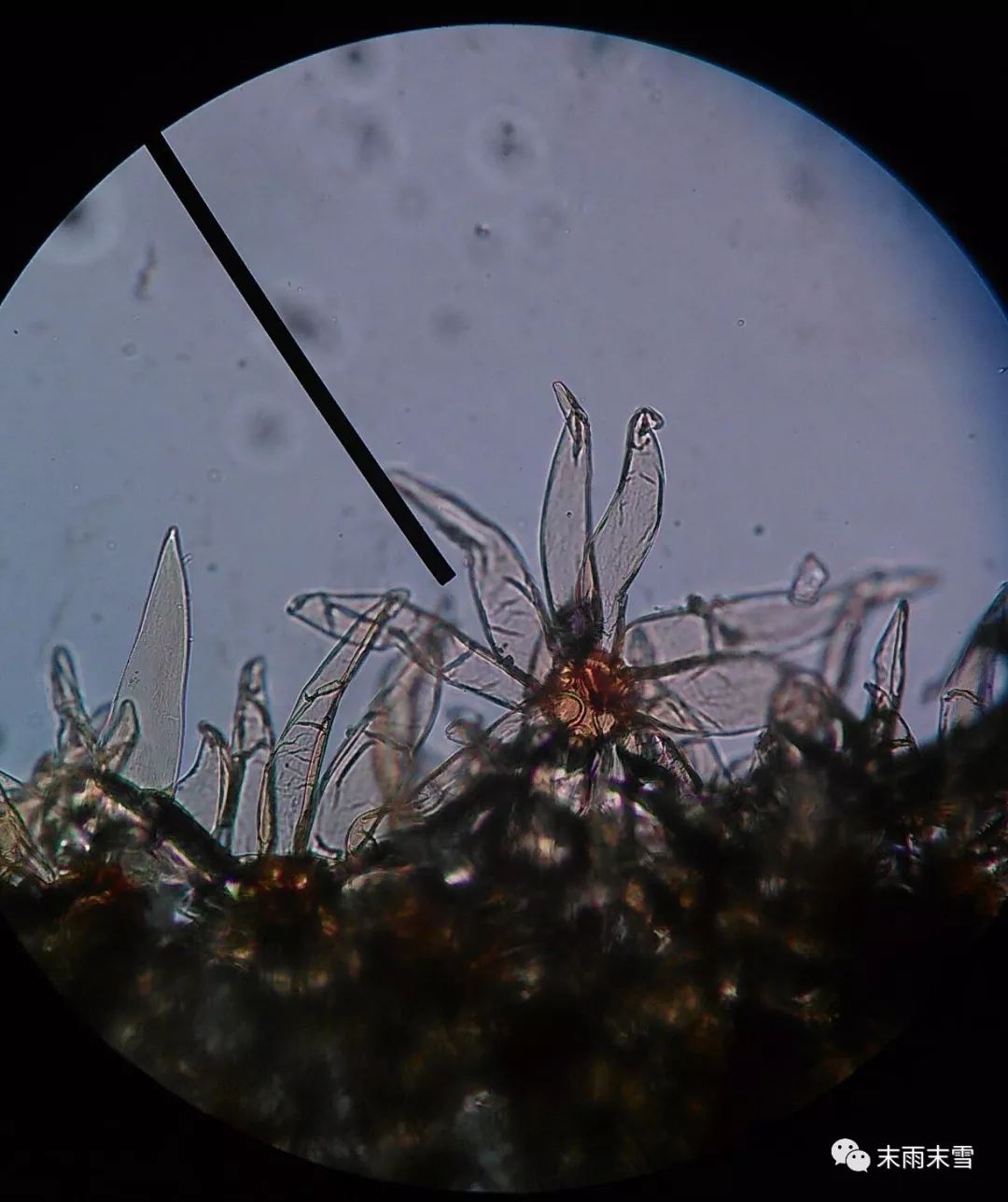 那些绝美的中药,那些你不知道的绝美中药