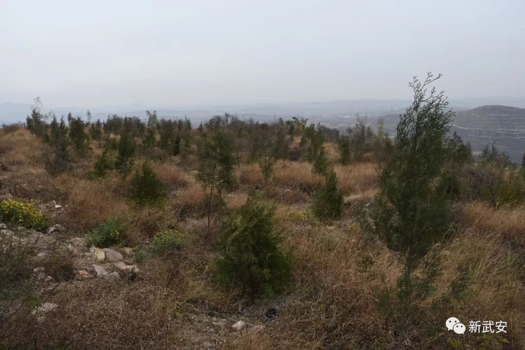 延峰市长带队来“巡山”，原来是为了这两件大事！