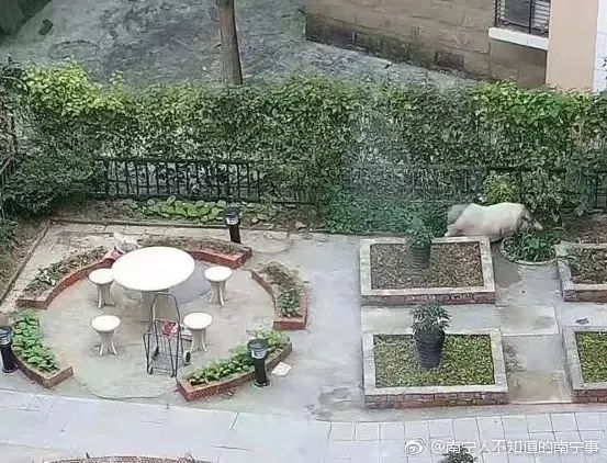 劝不听！南宁一小区业主花园“圈地”养猪，熏坏楼上住户｜下午来切咧