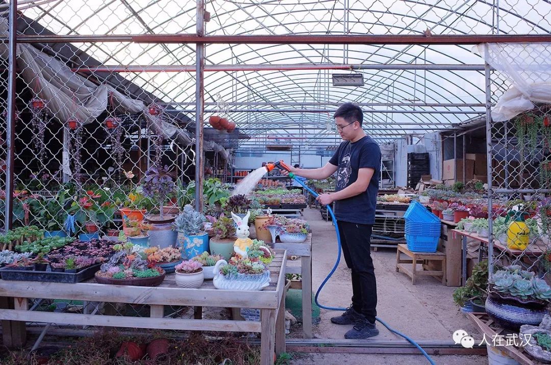 花市买10元3盆多肉,武汉多肉花卉便宜