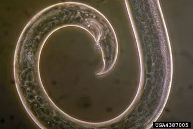 松材线虫病的防治措施有哪些,松材线虫病防控知识大全