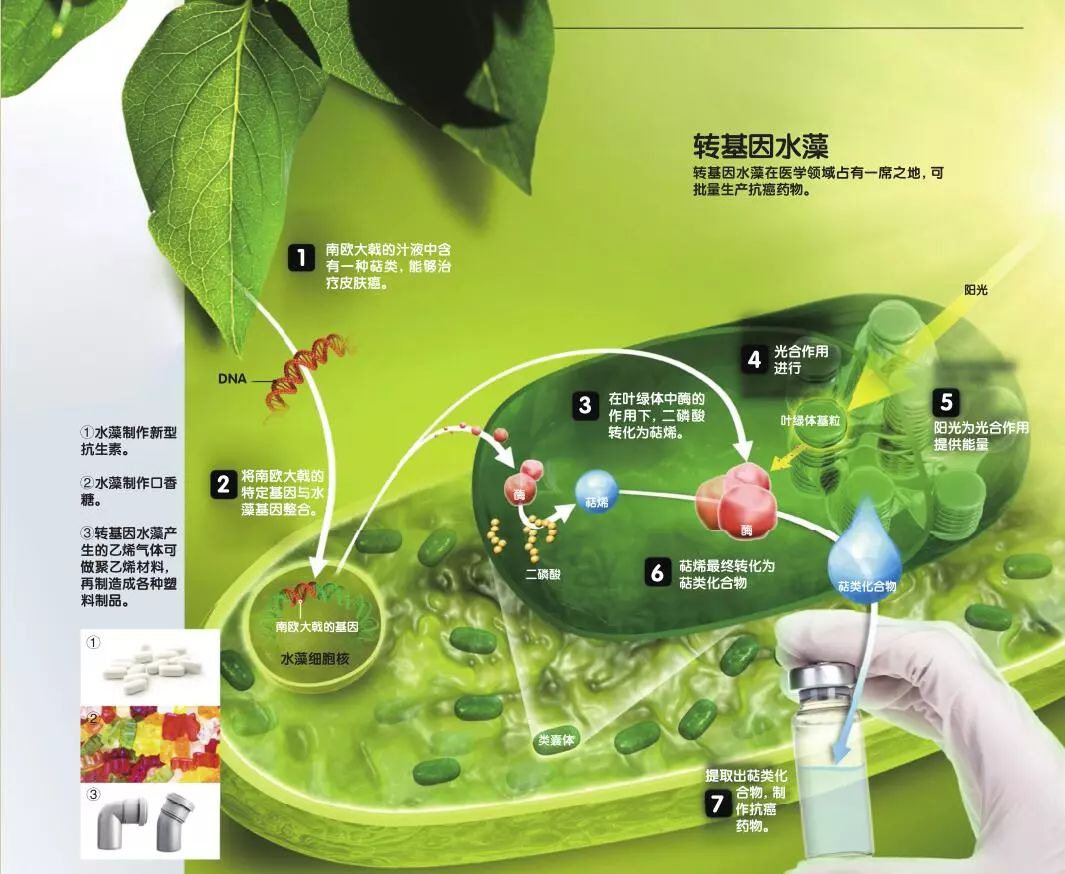 水藻在生态系统中的作用,水藻能不能进化