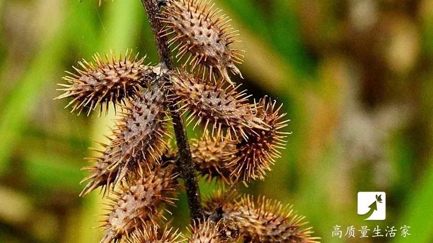 冬天来了每晚泡个脚,天冷了泡个养生脚