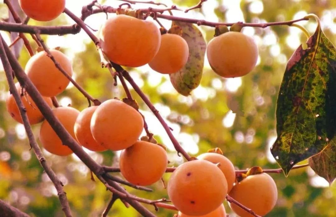 温泉吃吊锅,吊锅温泉