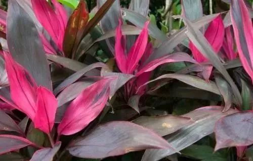 珠海海滨公园值得去吗,珠海旅游攻略海滨公园路线