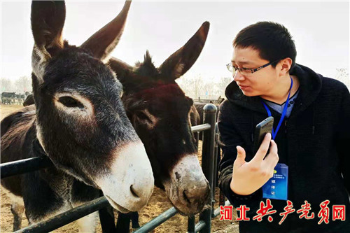 阳原小毛驴产业 (阳原小毛驴养殖)