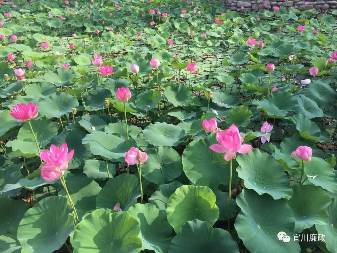 强化校园廉政文化建设,宜川中学教育