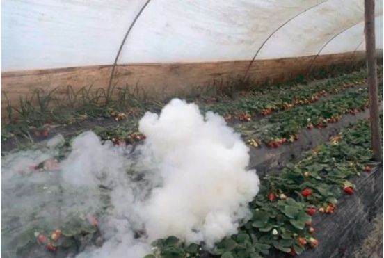 大棚烟剂对作物的危害,大棚熏烟剂用啥样的