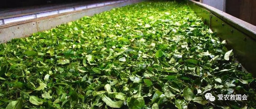 花*功香**夫红茶研究（二）